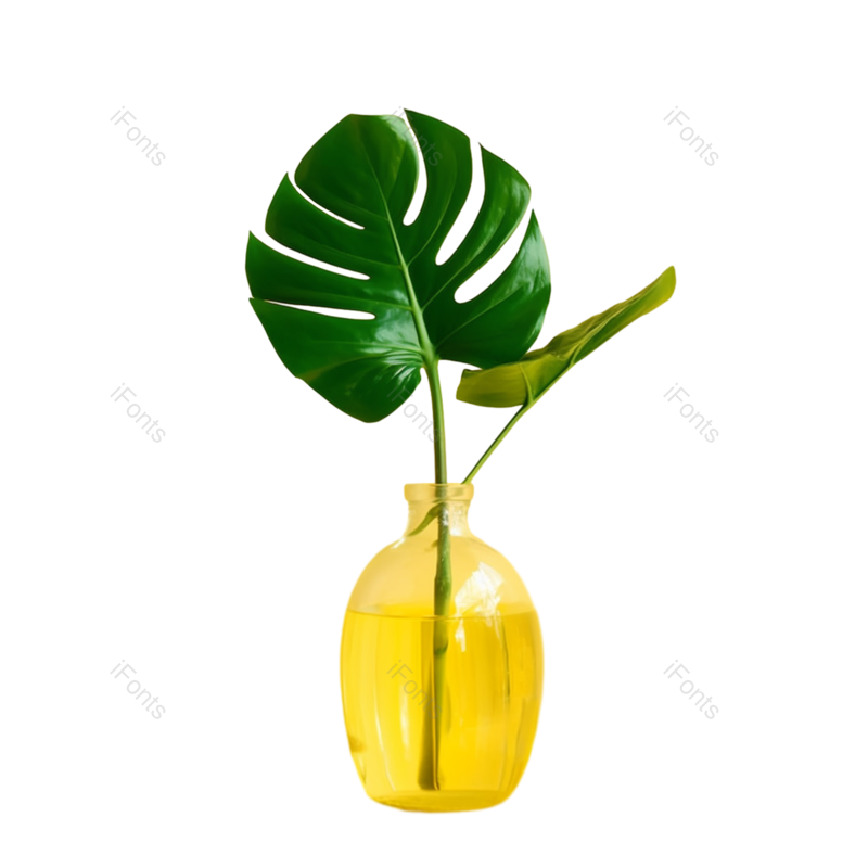 叶子图片,装饰元素,摄影PNG,夏天免抠素材